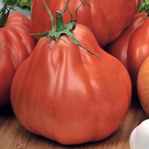 Cuor di Bue, Tomato, Rare Heirloom Garden Seeds - Non-GMO, Open Pollinated Vegetable Seed Packets for Container Gardeningaka Bull&#39;s Heart