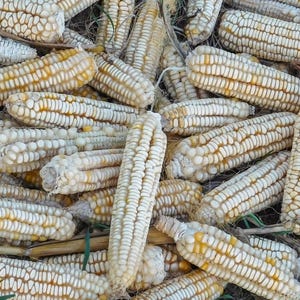 Hickory King White, Dent Corn, Appalachian Organic Heirloom Garden Seeds - Non-GMO, Open Pollinated Vegetable Seed Packs Container Gardens