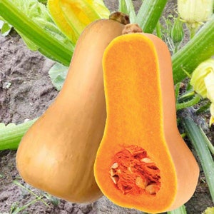 Winter Squash- Bugle Improved Butternut / Heirloom Seeds - Open Pollinated Vegetable Seeds Non-GMO