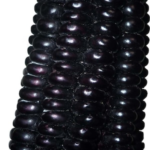 Blue Cónico Dent,  Corn, Rare Organic Mexican Heirloom Garden Seed - Non-GMO, Open Pollinated Vegetable Seed Packets for Container Gardening