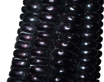 May include: Close-up of a cob of black corn. The kernels are tightly packed and have a glossy, dark purple hue. The image is well-lit, highlighting the texture and shape of the corn.