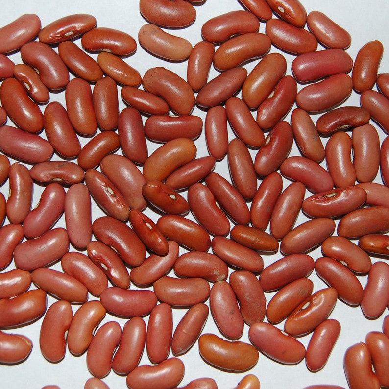 MountainRiverSeed Kidney Bean Seeds