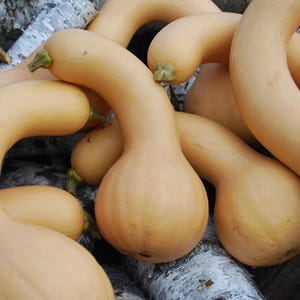 May include: A collection of butternut squash, featuring a light tan color and a distinctive curved shape. The squash have green stems and are arranged in a close-up shot, showcasing their smooth skin and varying sizes. The image highlights the natural texture and form of the vegetables.