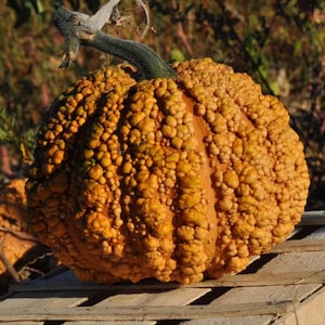 Pode incluir: Uma ab&oacute;bora grande, laranja e irregular com uma haste verde. A ab&oacute;bora est&aacute; sentada em uma plataforma de madeira.