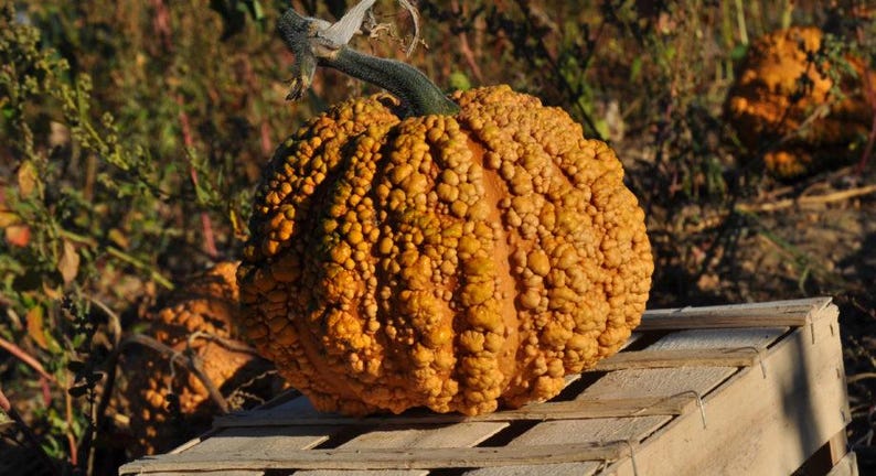 Pode incluir: Uma ab&oacute;bora grande, laranja e irregular com uma haste verde. A ab&oacute;bora est&aacute; sentada em uma plataforma de madeira.