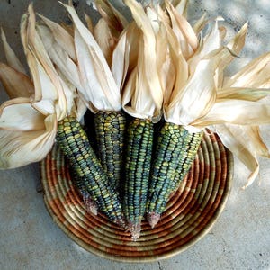May include: A collection of colorful corn on the cob, with green and yellow kernels, displayed in a woven basket. The corn is topped with dried, light-colored husks. The basket has a brown and tan striped pattern.