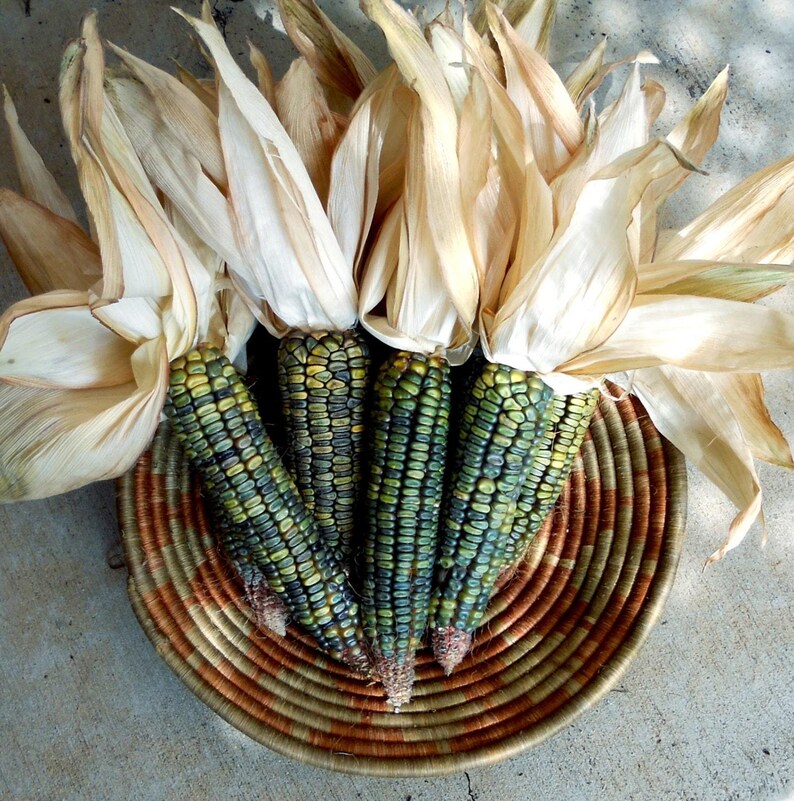 May include: A collection of colorful corn on the cob, with green and yellow kernels, displayed in a woven basket. The corn is topped with dried, light-colored husks. The basket has a brown and tan striped pattern.