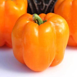 Orange Bell, Sweet Pepper, Organic Heirloom Garden Seeds - Non-GMO, Open Pollinated Vegetable Seed Packets for Container Gardening