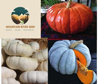 Tri-Color Pumpkin Seed Collection: Rare Heirloom Garden Seeds