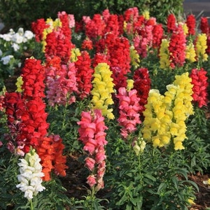 Snapdragon- Tall Spur Mix Seeds -Deluxe Tall Mixed Colors - Heirloom