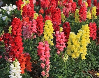 Snapdragon- Tall Spur Mix Seeds -Deluxe Tall Mixed Colors - Heirloom