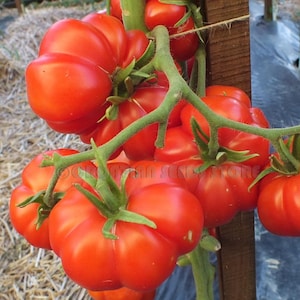 Rosso Sicilian, Tomato, 20+ Rare Italian Heirloom Garden Seeds Open Pollinated Container Gardening Vegetable Seeds Non-GMO Seed Packets