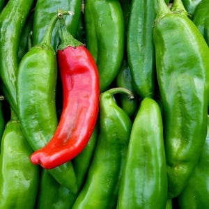 Rattlesnake Hatch X-Hot, Hot Pepper, Organic Heirloom Garden Seeds - Non-GMO, Open Pollinated Vegetable Seed Packets for Container Gardening