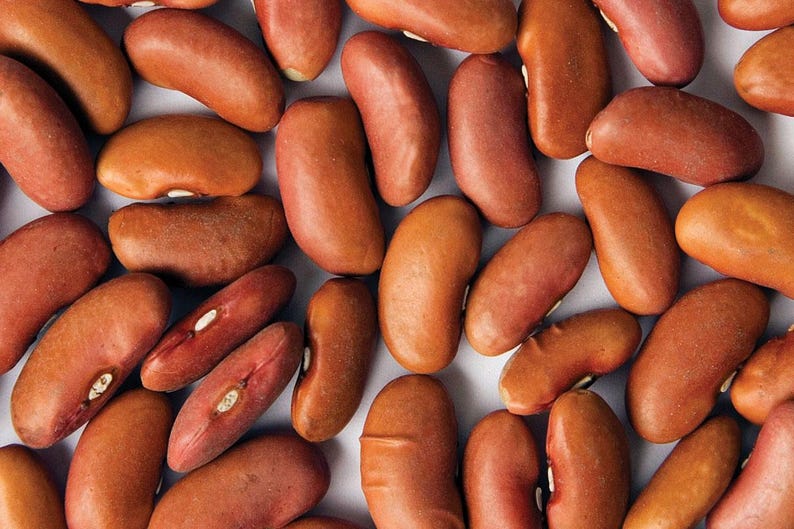MountainRiverSeed Kidney Bean Seeds - Thumbnail 3