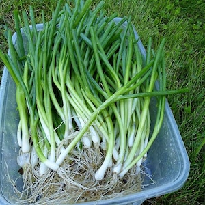 100+ Heshiko Japanese, Bunching Onion, Organic Heirloom Garden Seeds - Non-GMO, Open Pollinated Vegetable Seed Packets for Container Gardens