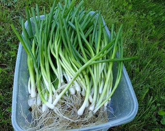 He-Shi-Ko Japanese Bunching Onion Seeds: Heirloom Non-GMO Vegetable