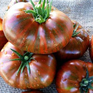 Chocolate Stripes, Tomato, Organic Heirloom Garden Seeds - Non-GMO, Open Pollinated Vegetable Tomato Seed Packets for Container Gardening