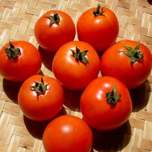 Gundula, Dwarf Tomato, 20+ Heirloom Garden Seeds Open Pollinated Container Gardening Organic Vegetable Seeds Non-GMO Seed Packets Patio