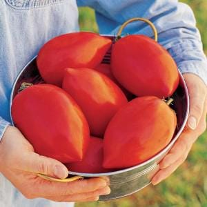 Pu&ograve; includere: Una ciotola con sei pomodori rossi allungati. I pomodori sono lisci e hanno una forma leggermente appuntita.