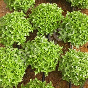 May include: Overhead view of several vibrant green basil plants growing in a garden bed. The plants are lush and full, with many small, bright green leaves. The soil is a rich brown color, and irrigation lines are visible.