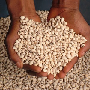 Lady Cream, Pea, Rare Organic Heirloom Vegetable & Herb Seeds | Non-GMO Rare Seed Varieties | Bulk Pollinator-Friendly Garden Seeds Cowpea