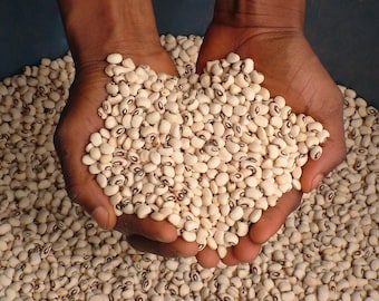 Lady Cream Cowpea Seeds: Rare Heirloom, Organic, Pollinator-Friendly