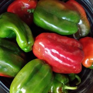 Napolean, Bell Pepper, Organic Heirloom Garden Seeds - Non-GMO, Open Pollinated Vegetable Seed Packets for Container Gardening