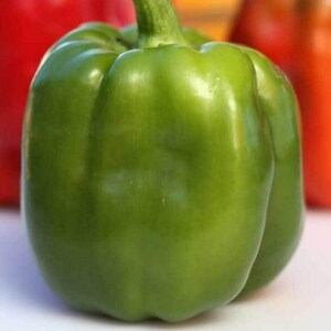 Emerald Giant, Sweet Bell Pepper, Organic Heirloom Garden Seeds - Non-GMO, Open Pollinated Vegetable Seed Packets for Container Gardening