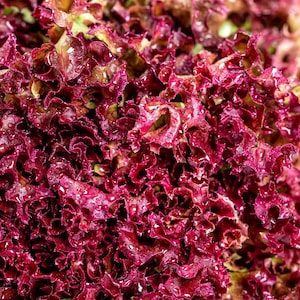 OutRedgeous Lettuce- Modern Heirloom lettuce