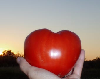 Sunset's Red Horizon, Tomato Seeds, aka Rostova,  Russian Heirloom, Non-GMO