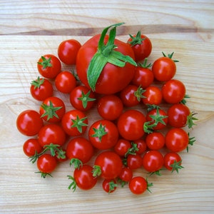 Chadwick&#39;s Cherry, Tomato, Organic Heirloom Garden Seeds - Non-GMO, Open Pollinated Vegetable Seed Packets for Container Gardening Camp Joy
