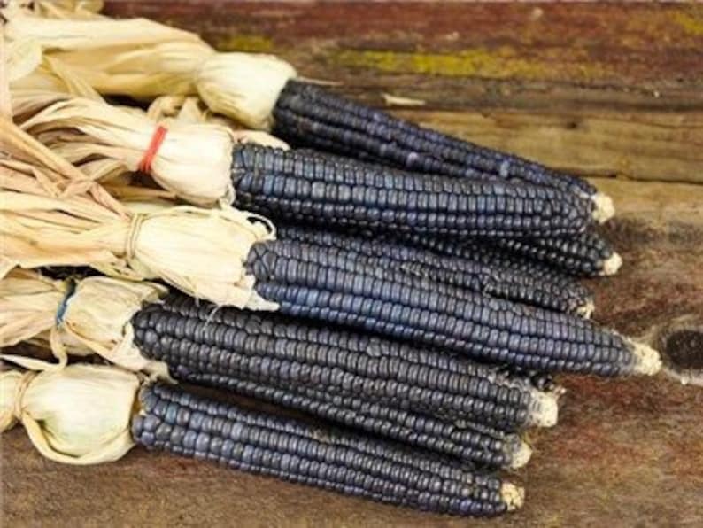 Corn Papa's Blue Flour Corn Heirloom Seeds Open Pollinated Corn