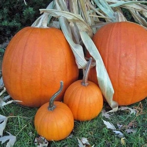 May include: Three pumpkins of varying sizes, all orange, with stems. The largest pumpkin is in the background, the smallest is in the foreground, and the middle-sized pumpkin is partially obscured by the largest pumpkin. The pumpkins are sitting on a bed of green grass.