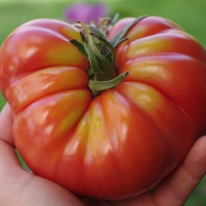 20+ Marmande, Beefsteak Tomato, French Heirloom Garden Seeds Open Pollinated Container Gardening Vegetable Seeds Non-GMO Seed Packets
