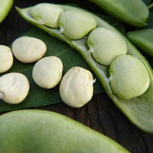 May include: Close-up of lima beans, also known as butter beans, in their pods. The beans are white and plump, and the pods are green.