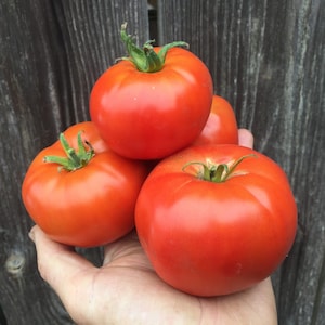 Moskvich, Slicing Tomato, Organic Russian Heirloom Garden Seeds - Non-GMO, Open Pollinated Vegetable Seed Packets for Container Gardening