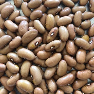 Ireland Creek Annie, Dry Bush Bean, Organic Heirloom Garden Seeds - Non-GMO, Open Pollinated Vegetable Seed Packets for Container Gardening