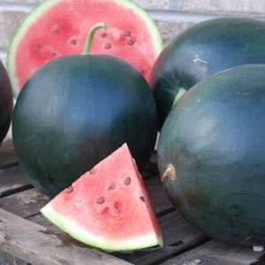 Blacktail Mountain, Watermelon, Heirloom Garden Seeds Open Pollinated Container Gardening Organic Vegetable Seeds Non-GMO Seed Packets Early
