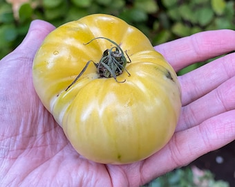 Könnte beinhalten: Eine große, blassgelbe Erbstücks-Tomate mit grünen Streifen und einem grünen Stiel. Die Tomate wird in der Hand einer Person gehalten.