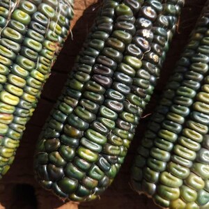 May include: Three ears of corn with kernels in shades of green, yellow, and dark blue. The corn is arranged on a rough, brown wooden surface, with the kernels tightly packed together. The image is a close-up shot.