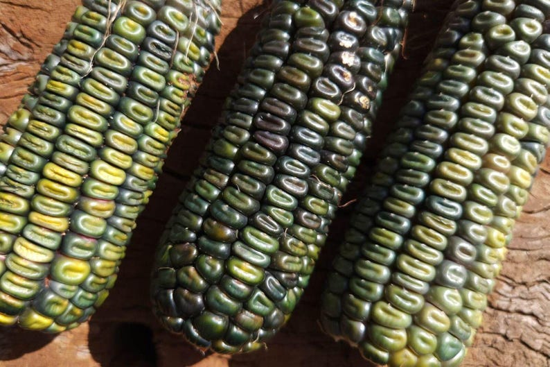 May include: Three ears of corn with kernels in shades of green, yellow, and dark blue. The corn is arranged on a rough, brown wooden surface, with the kernels tightly packed together. The image is a close-up shot.