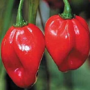 Red Haberno, Hot Pepper, Organic Heirloom Vegetable & Herb Seeds | Non-GMO Rare Seed Varieties | Bulk Pollinator-Friendly Garden Seeds