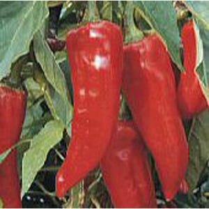 Cyklon Polish, Hot Paprika Pepper, Heirloom Garden Seeds Open Pollinated Container Gardening Organic Vegetable Seeds Non-GMO Seed Packets