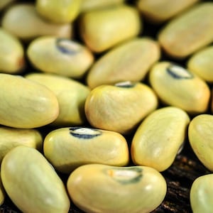 Hutterite Soup, Bush Bean, Organic Hutterite Heirloom Garden Seeds - Non-GMO, Open Pollinated Vegetable Seed Packets for Container Gardening