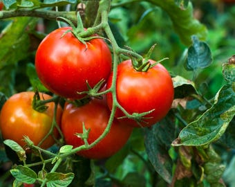 Talent, Canning Tomato, Organic Oregon Heirloom Garden Seeds - Non-GMO, Open Pollinated Vegetable Seed Packets
