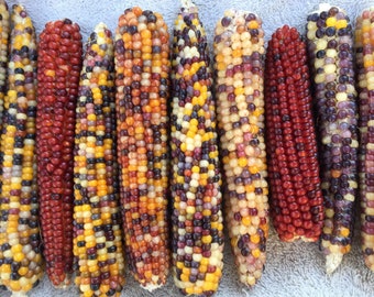 Corn - Rainbow Jewel - Popcorn - Heirloom Seeds - Open Pollinated Corn - Naturally Grown - Gardening - Non-GMO