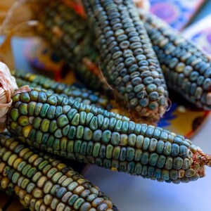 May include: Close-up of several ears of colorful corn. The kernels are a mix of blue, green, and yellow, with brown husks and reddish-brown silk. The corn is arranged on a white and patterned surface, suggesting a harvest or market setting.