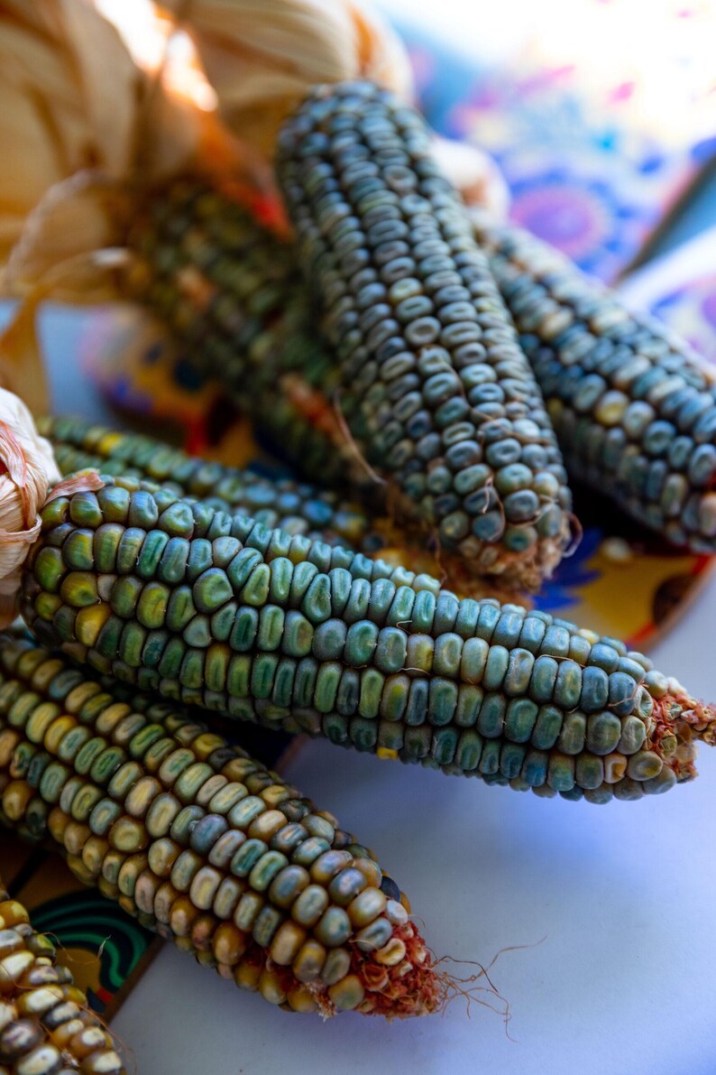 May include: Close-up of several ears of colorful corn. The kernels are a mix of blue, green, and yellow, with brown husks and reddish-brown silk. The corn is arranged on a white and patterned surface, suggesting a harvest or market setting.