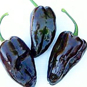 Mulato Isleno, Hot pepper, 20+ Heirloom Garden Seeds Open Pollinated Container Gardening Organic Vegetable Seeds Non-GMO Seed Packets