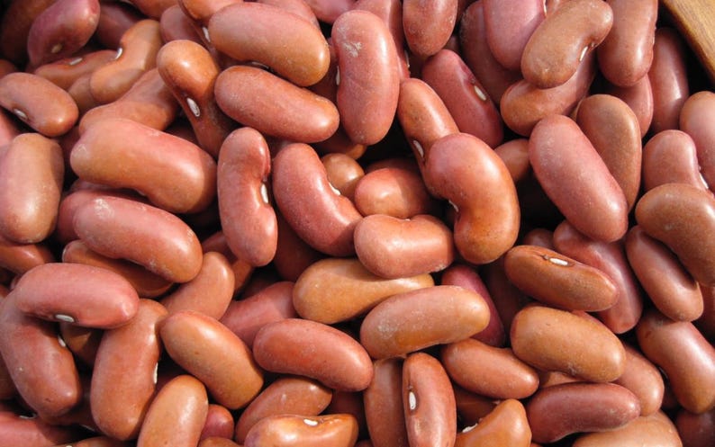 MountainRiverSeed Kidney Bean Seeds - Thumbnail 4